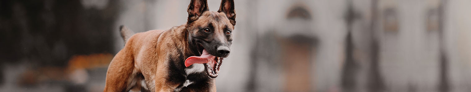 Mohawk Alley Animal Hospital Mohawk Alley Animal Hospital