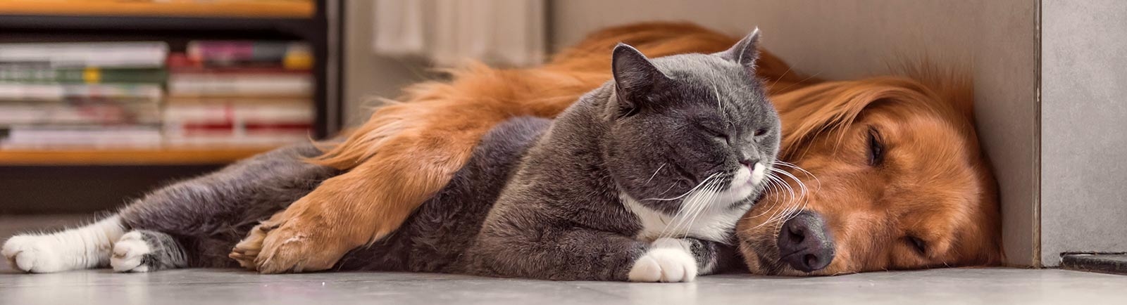 Bluegrass Veterinary Specialists + Animal Emergency Bluegrass Veterinary Specialists + Animal Emergency