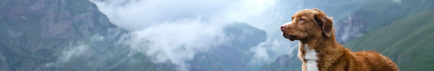 Mamaroneck Veterinary Hospital Mamaroneck Veterinary Hospital