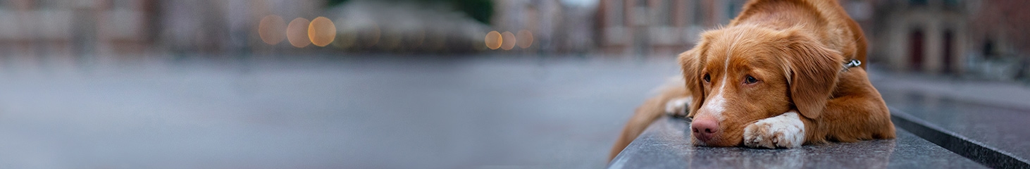 Frontier Veterinary Hospital Frontier Veterinary Hospital