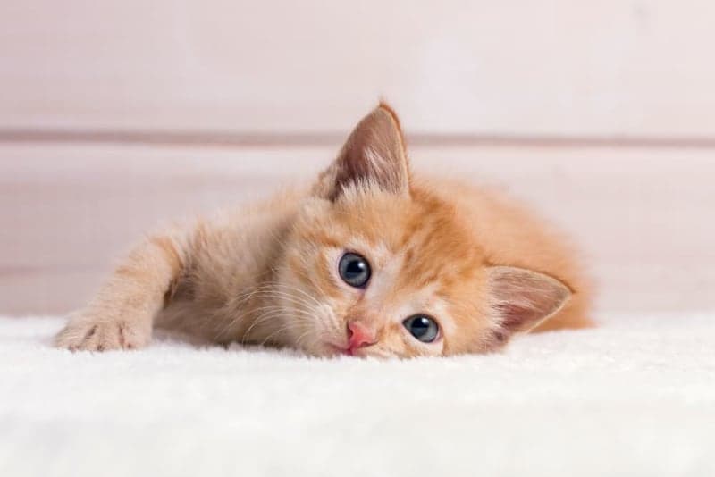 Newborn Kittens: When do kittens open their eyes? Newborn Kittens: When do kittens open their eyes?
