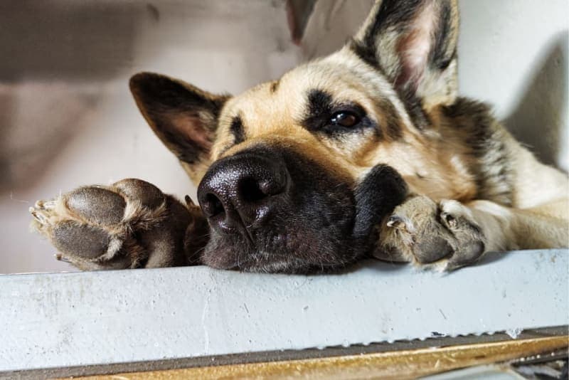 Hookworm in Dogs: Signs, Treatment & Prevention Hookworm in Dogs: Signs, Treatment & Prevention