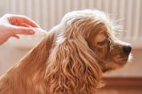 Importance of Parasite Control in Dogs Importance of Parasite Control in Dogs