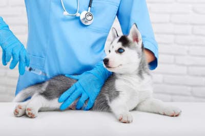 Puppy Vaccination Schedule: What Shots Puppies Need & When Puppy Vaccination Schedule: What Shots Puppies Need & When
