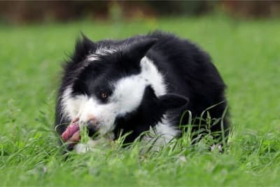 Dogs Eating Grass: Why Do They Do It Dogs Eating Grass: Why Do They Do It