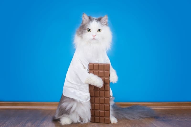 Can cats eat chocolate or is it dangerous? Can cats eat chocolate or is it dangerous?