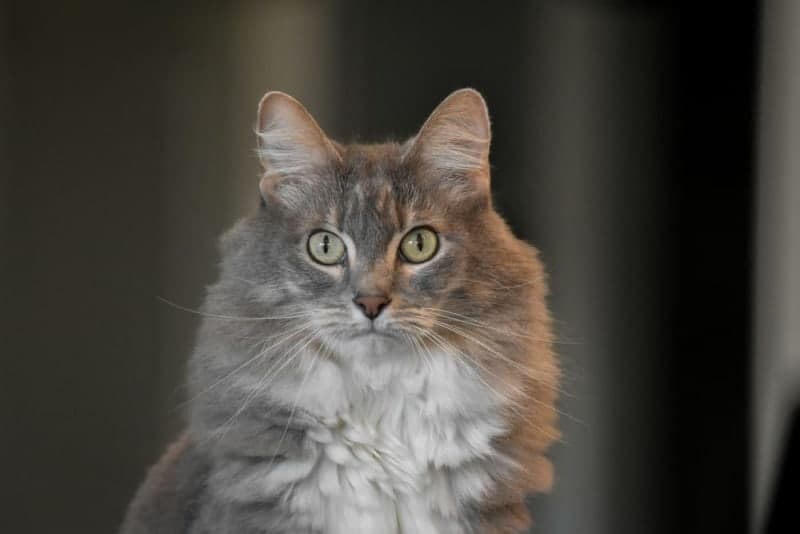 Anemia in Cats: Types & Recovery Anemia in Cats: Types & Recovery