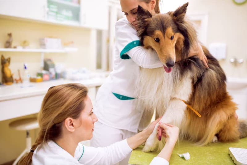 Kidney Failure in Dogs Kidney Failure in Dogs