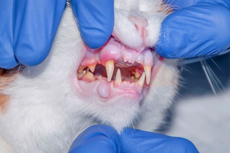 Cat Dental Health: What You Should Know Cat Dental Health: What You Should Know