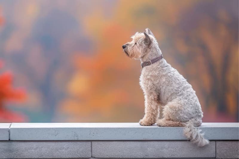 Heartworm in Dogs - Prevention & Treatment Heartworm in Dogs - Prevention & Treatment