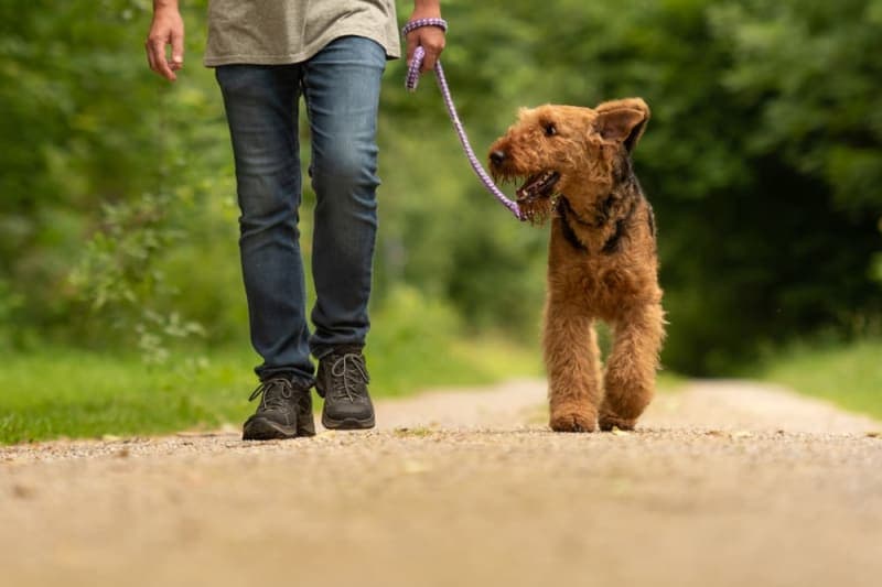 Dog Training: Advice & Tips Dog Training: Advice & Tips