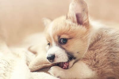 Teething Puppies: Tips & Tricks Teething Puppies: Tips & Tricks