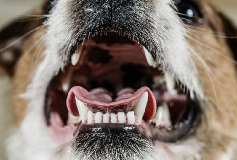 Broken Jaws in Dogs: Causes & Treatments Broken Jaws in Dogs: Causes & Treatments