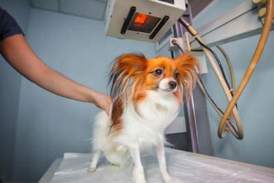 X-Rays & CT Scans: Diagnostic Imaging for Cats & Dogs X-Rays & CT Scans: Diagnostic Imaging for Cats & Dogs