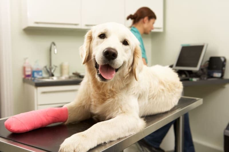 How to Care For a Dog Wound How to Care For a Dog Wound