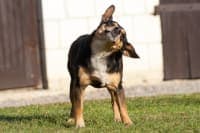 Why Won't My Dog Stop Shaking His Head: Should I Worry? Why Won't My Dog Stop Shaking His Head: Should I Worry?