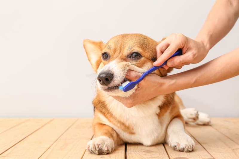 How to Stop & Prevent Periodontal Disease in Dogs How to Stop & Prevent Periodontal Disease in Dogs