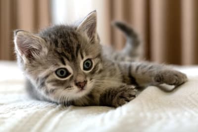 How to Take Care of a Kitten: Complete Guide How to Take Care of a Kitten: Complete Guide