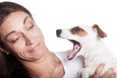 Bad Breath in Dogs: Causes & Remedies Bad Breath in Dogs: Causes & Remedies