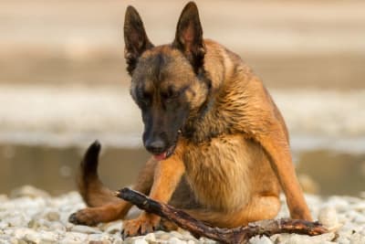 Parainfluenza in Dogs Parainfluenza in Dogs