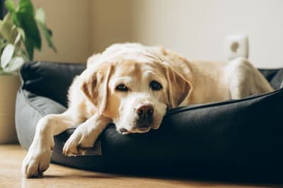 Osteoarthritis in Dogs: Causes, Symptoms & Treatment Osteoarthritis in Dogs: Causes, Symptoms & Treatment