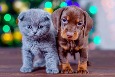 Puppy & Kitten: Are They a Good Match? Puppy & Kitten: Are They a Good Match?