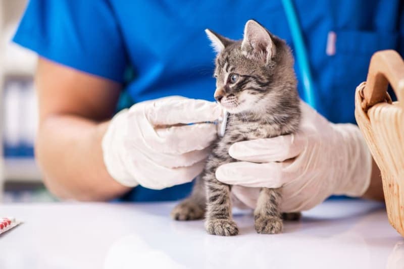 Kitten's First Vet Visit: What to Expect Kitten's First Vet Visit: What to Expect