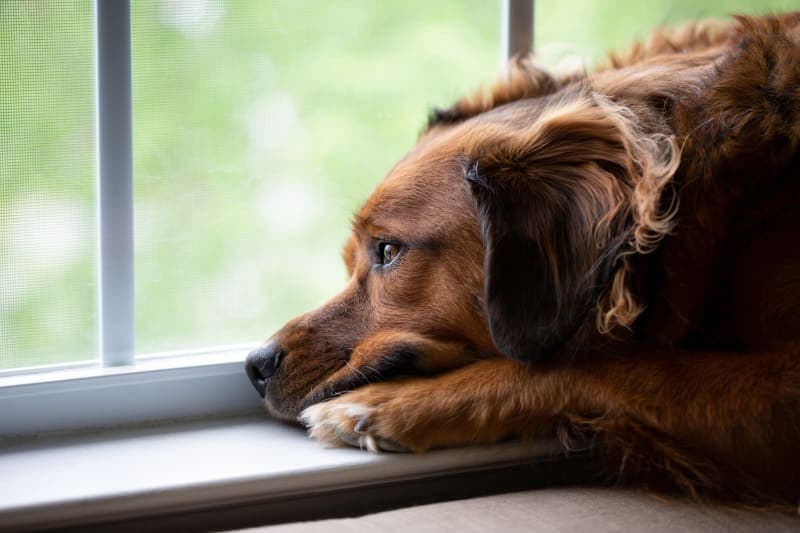 Anxiety & Depression in Dogs: How to Help Anxiety & Depression in Dogs: How to Help