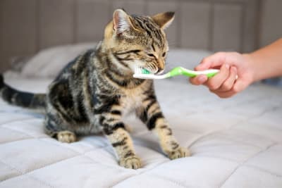 Dental Problems That Are Common In Cats Dental Problems That Are Common In Cats
