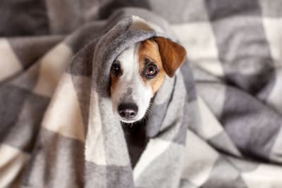 Bladder Stones in Dogs Bladder Stones in Dogs