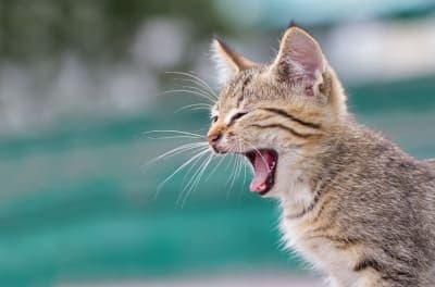 What can I do about my cat's bad breath? What can I do about my cat's bad breath?