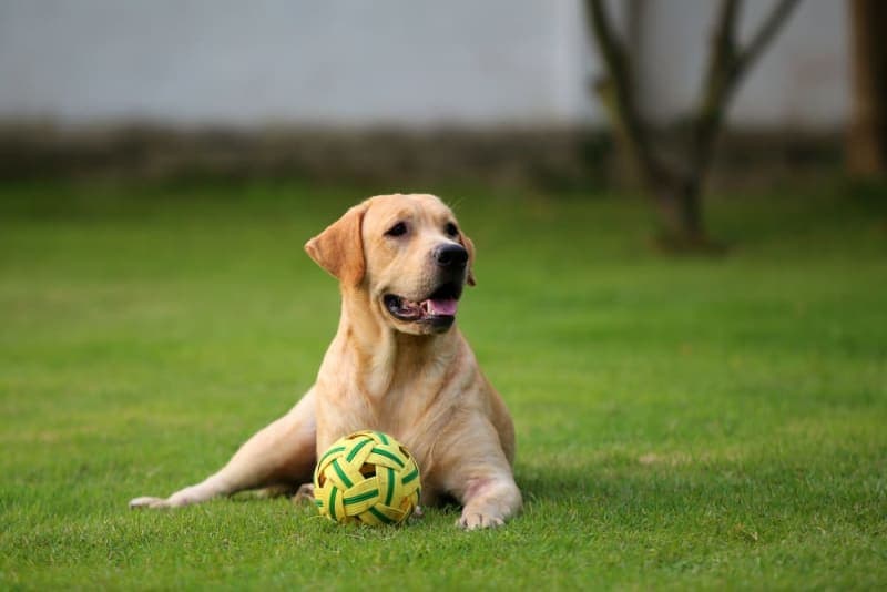 Hookworm in Dogs: Signs, Treatment & Prevention Hookworm in Dogs: Signs, Treatment & Prevention