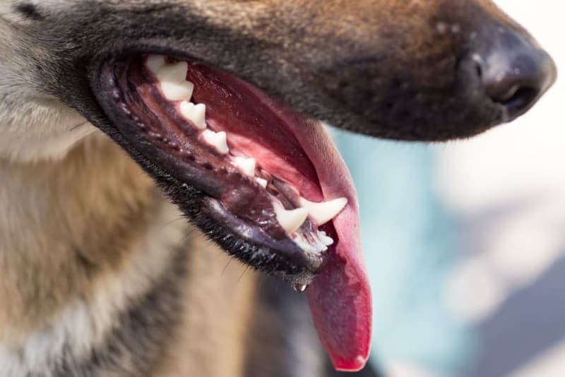 Broken Jaws in Dogs: Causes & Treatments Broken Jaws in Dogs: Causes & Treatments