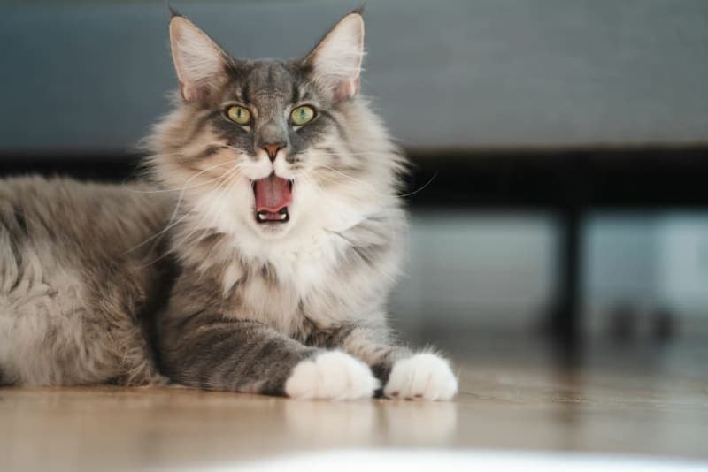 Diarrhea in Cats: Common Causes & When It's Serious Diarrhea in Cats: Common Causes & When It's Serious