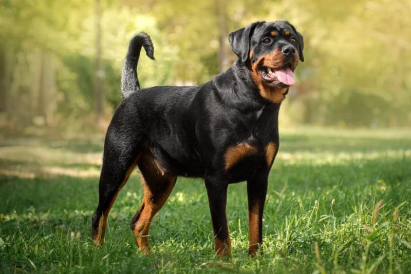 Best Guard Dogs for Family Best Guard Dogs for Family