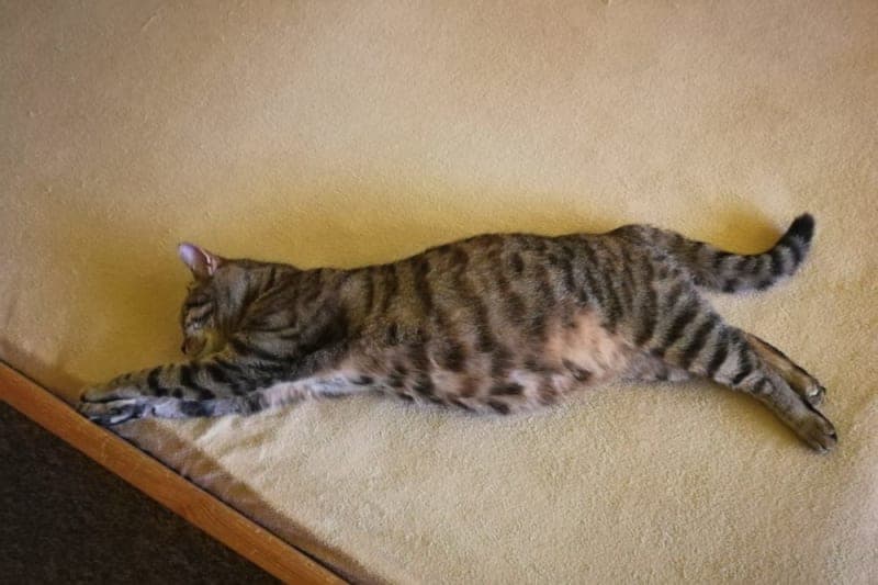 My Pet Can't Stand & Keeps Falling: Possible Causes & What to Do My Pet Can't Stand & Keeps Falling: Possible Causes & What to Do