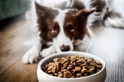 Pet Eating Problems: Why Won't My Dog Eat? Pet Eating Problems: Why Won't My Dog Eat?