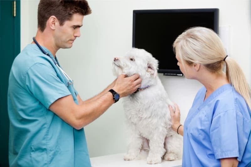 Hookworm in Dogs: Signs, Treatment & Prevention Hookworm in Dogs: Signs, Treatment & Prevention