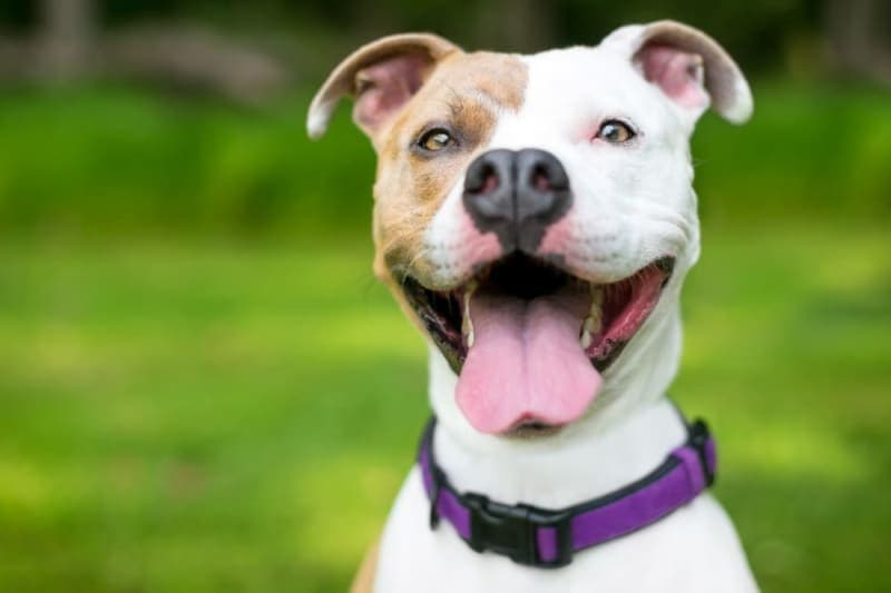 Debunking the Dog's Mouth Being Cleaner Than a Human's Myth Debunking the Dog's Mouth Being Cleaner Than a Human's Myth