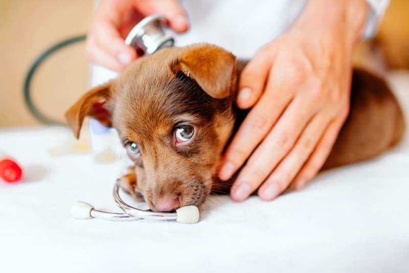 Puppy Vaccine Schedule: What Shots Puppies Need & When Puppy Vaccine Schedule: What Shots Puppies Need & When