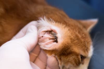 Ear Mites in Cats: Causes, Treatment & Prevention Ear Mites in Cats: Causes, Treatment & Prevention