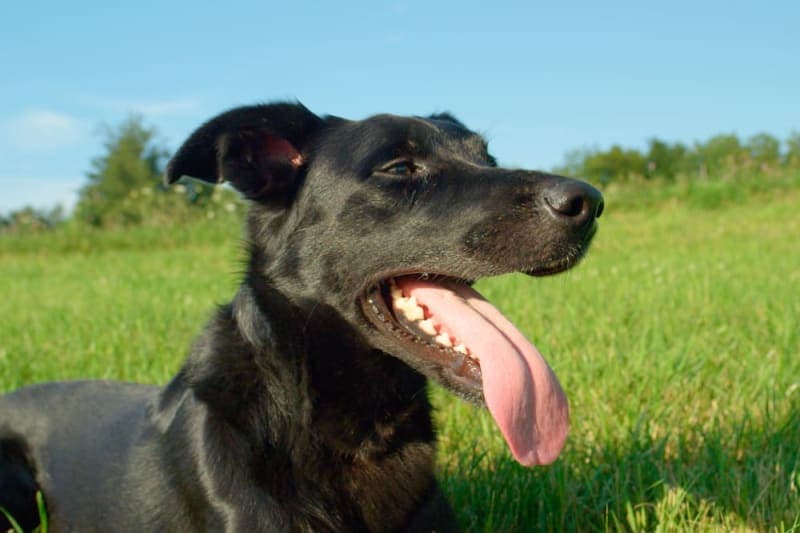 Bad Breath in Dogs: Causes & Remedies Bad Breath in Dogs: Causes & Remedies