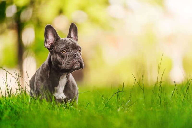 Hookworm in Dogs: Signs, Treatment & Prevention Hookworm in Dogs: Signs, Treatment & Prevention