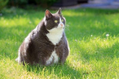Is Your Cat Overweight? Signs, Symptoms & What to Do Is Your Cat Overweight? Signs, Symptoms & What to Do