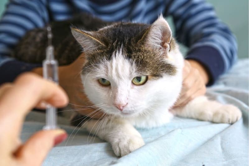 Cat Diabetes: Symptoms & Treatment Cat Diabetes: Symptoms & Treatment