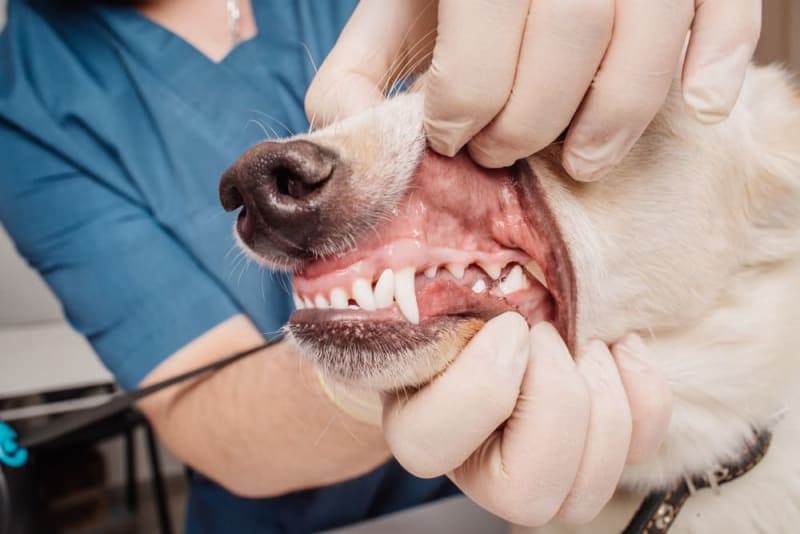 How many teeth do dogs have? How many teeth do dogs have?