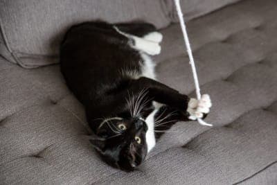 Cat Intestinal Blockage Surgery Cat Intestinal Blockage Surgery