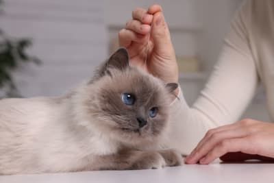 Can acupuncture help my pet feel better? Can acupuncture help my pet feel better?