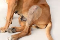 Cranial Cruciate Ligament (CCL) Surgery in Dogs Cranial Cruciate Ligament (CCL) Surgery in Dogs
