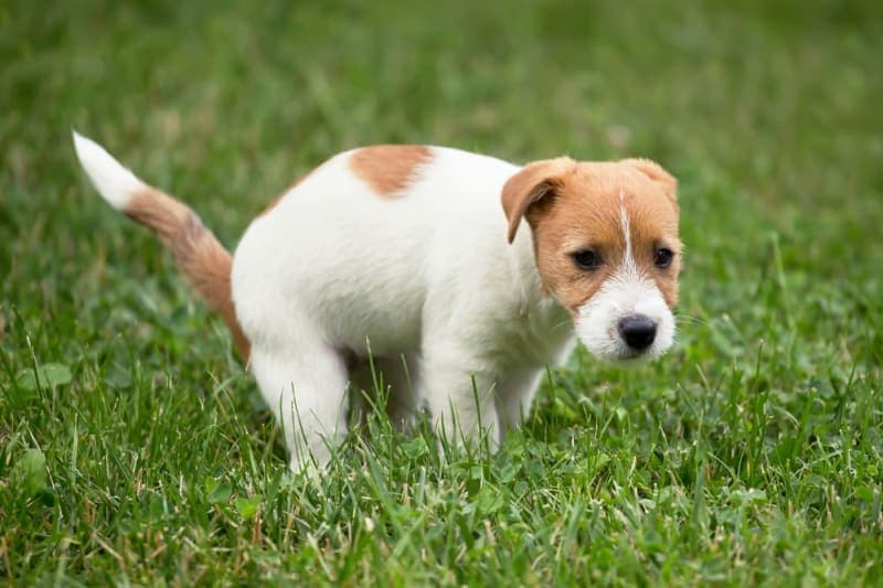 How to Recognize and Treat Diarrhea in Dogs How to Recognize and Treat Diarrhea in Dogs